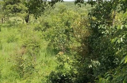 8 FERTILE SQUARE MILES FOR SALE IN AMURU AT SHS 2 MILLIONS EACH ACRE