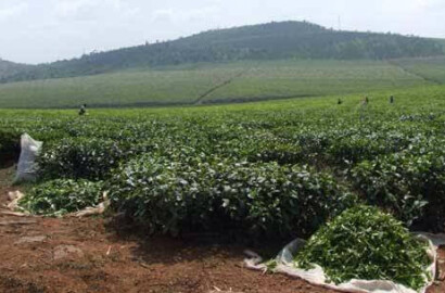 TEA ESTATE FOR SALE IN UGANDA FORT PORTAL – USD 10 M