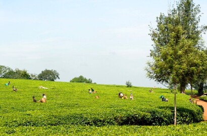 TEA PLANTATION ON 42 ACRES FOR SALE IN FORT PORTAL – SHS 756 MILLION