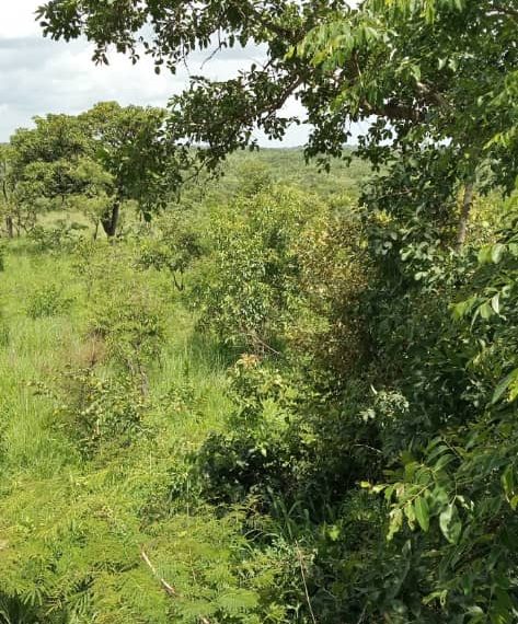 8 FERTILE SQUARE MILES FOR SALE IN AMURU AT SHS 2 MILLIONS EACH ACRE
